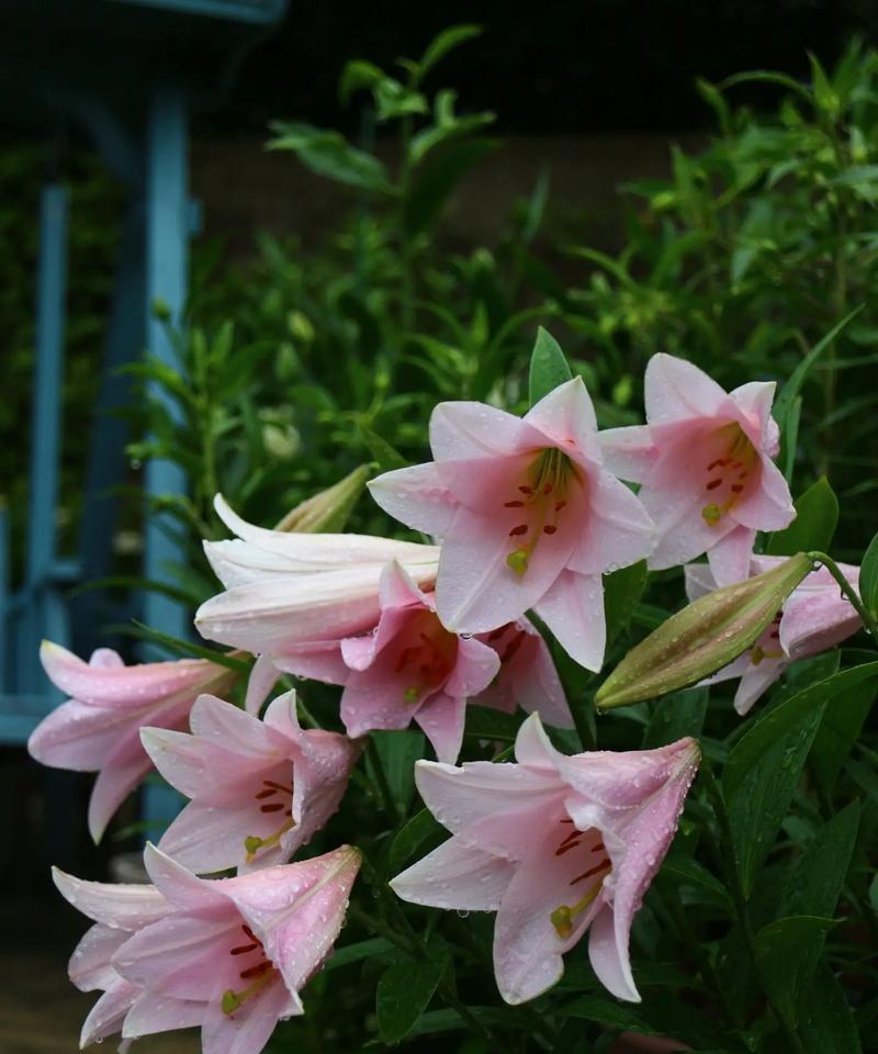 百合花养护全攻略（从土壤到施肥，打造健康美丽的百合花）