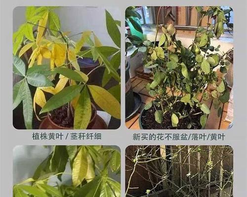 发财树的浇水时间与注意事项（15个小技巧助你养出鲜翠茁壮的发财树）