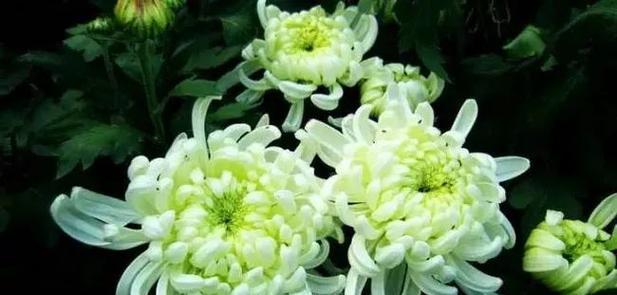 室内养菊花，安全与否？（了解菊花的毒性与内养殖技巧）