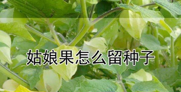 如何种植虎头茉莉？（详细教你从种子到开花）