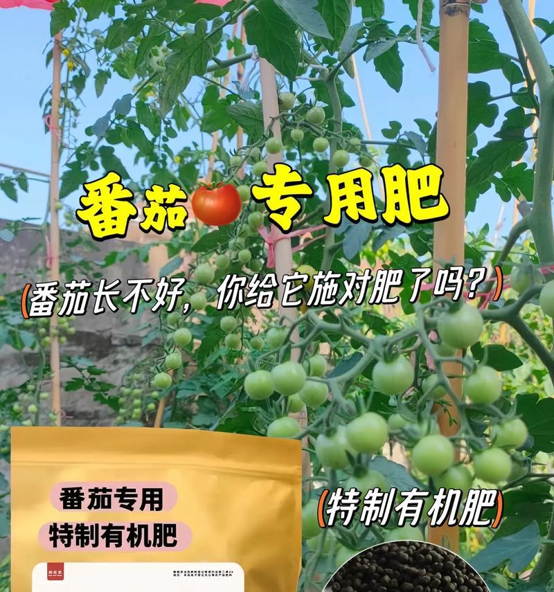 番茄的储存时间究竟有多长？（探讨番茄的保鲜技巧及储存要点）