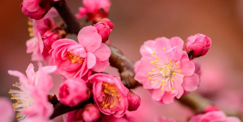 茶梅花如何施肥？（从肥料选择到施肥技巧，全方位指导！）
