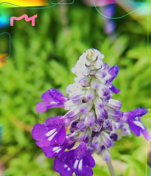 蓝花鼠尾草的花期（探秘蓝花鼠尾草开花时间，让你的园林更美）
