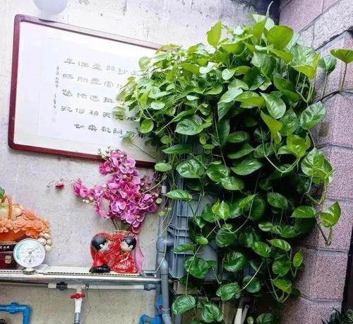 浇水技巧，让大绿萝茁壮成长（大绿萝的浇水方法、浇水时间、浇水量、浇水频率）