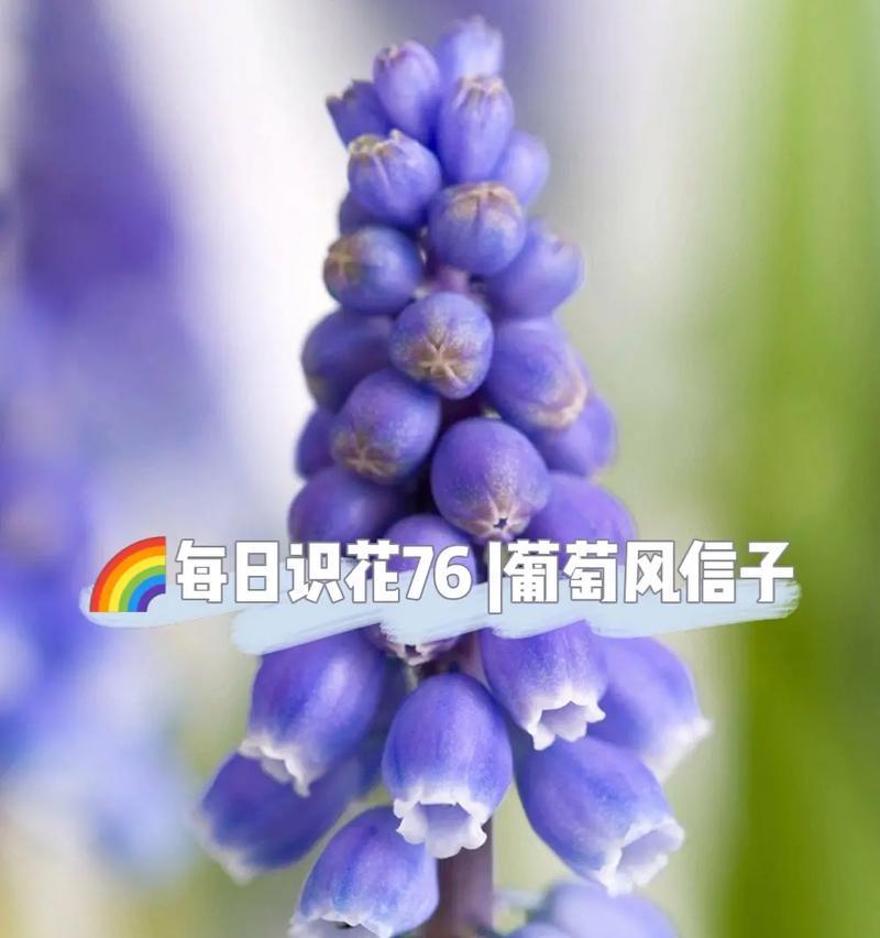 风信子不开花的原因（探究风信子不开花的因素及解决方法）