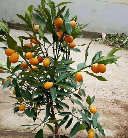 大门前的花卉植物选择（如何选择适合大门前的花卉植物？）
