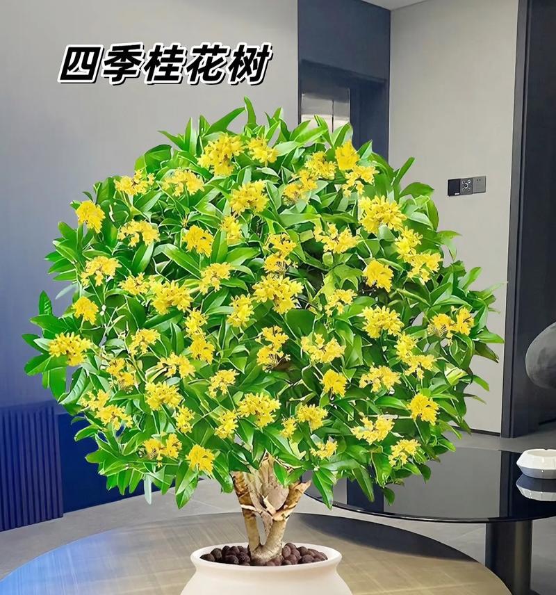 揭秘——怎样种植才不让“怕晒”的桂花脱色？