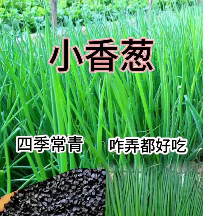 如何让香葱种子快速发芽？（掌握这些技巧，让你的香葱绿油油！）