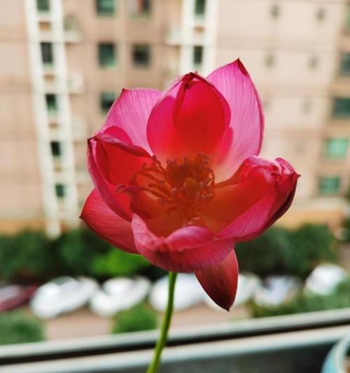荷花的室内养护方法（打造清新水乡，让荷香飘满屋）