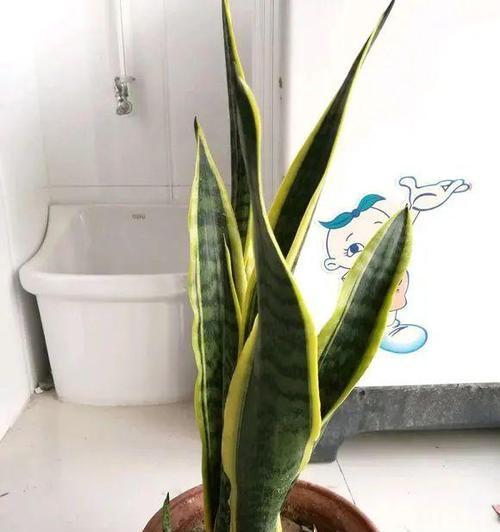 如何养护虎皮兰，让其更旺盛？（虎皮兰养护指南，增加叶片、提高生长率）