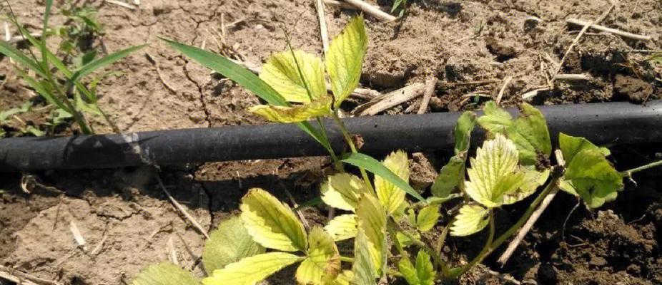 草莓不开花的原因及解决方法（草莓花期、环境因素、施肥技巧、病虫害防治等要点详解）