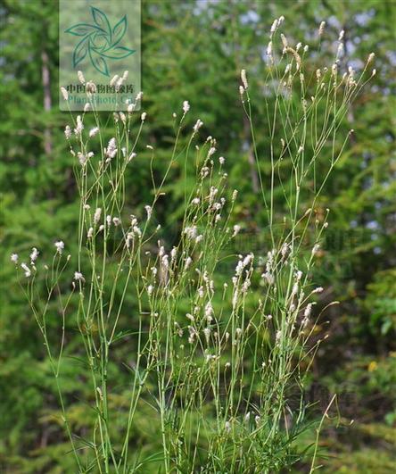 地榆——草原上的“救命稻草”（生态保育、医疗利用、产业发展）