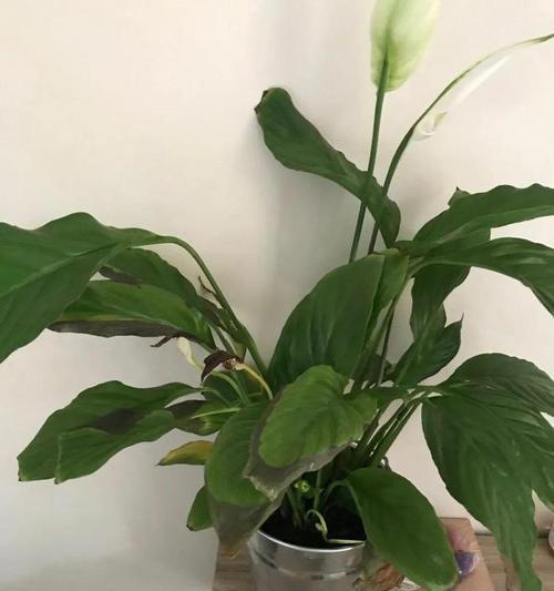 白掌不开花的原因（探究白掌不开花的根本原因，让你的白掌开花如此简单）