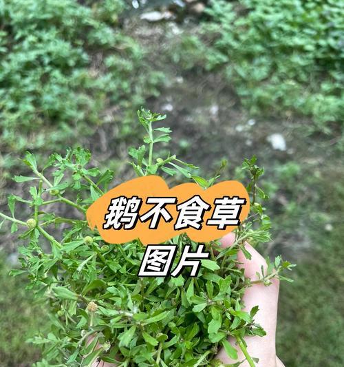 揭秘鹅不吃草的奥秘（鹅爱吃什么草？哪些草不适合鹅食用？）