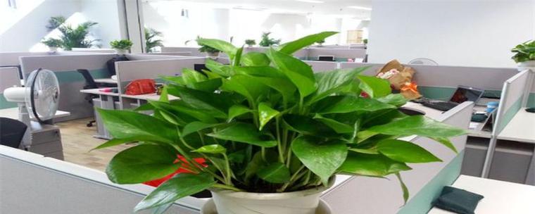 办公室花卉布置，提升办公环境风水（打造宜人办公空间，工作效率倍增）