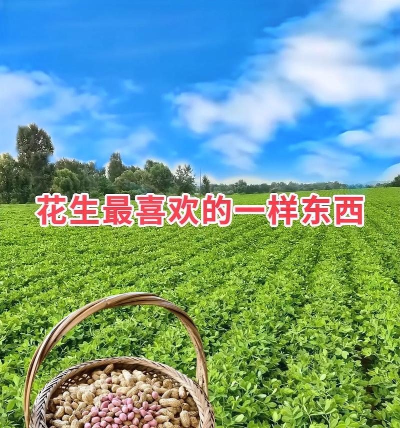 花生种植技巧（时间、方法与注意事项）