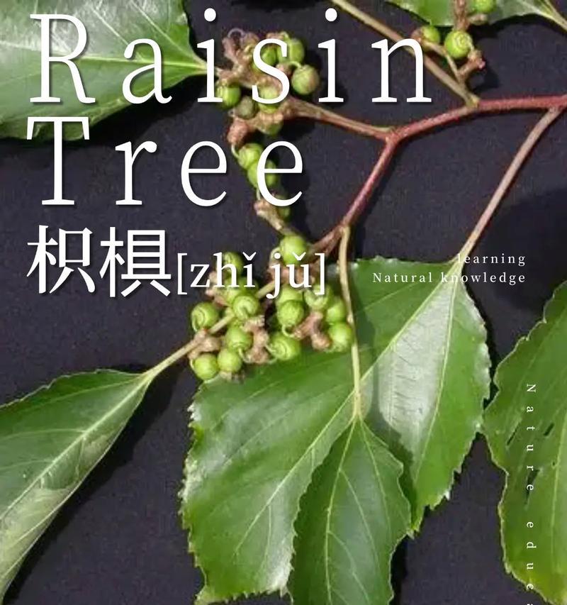探究拐枣的药用价值（挖掘拐枣的多种功效与用途）