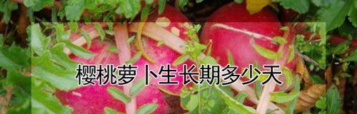 探究萝卜的生长周期（萝卜的种植技巧与生长细节）