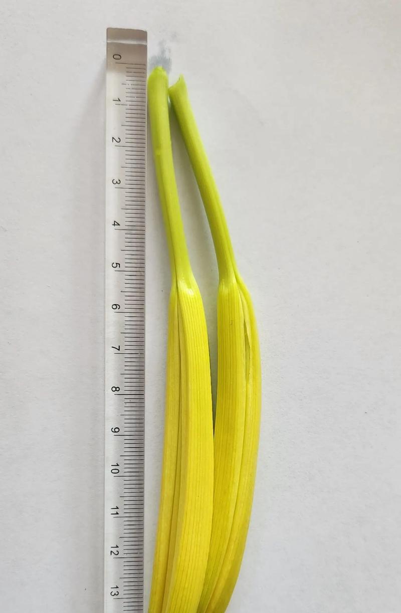 黄花菜不开花的原因（探究黄花菜的生长特点及繁殖方式）