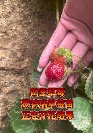 草莓苗的生命周期及种植方法（探究草莓苗是一年一种的原因与技巧）