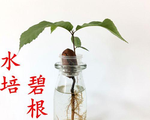 碧根果，一棵神奇的果树（探究碧根果的生长与果实产量，了解如何栽种和管理）