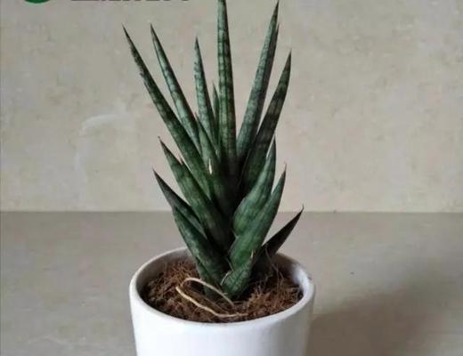 如何选择适合自己的虎皮兰品种（最受欢迎的虎皮兰品种推荐）
