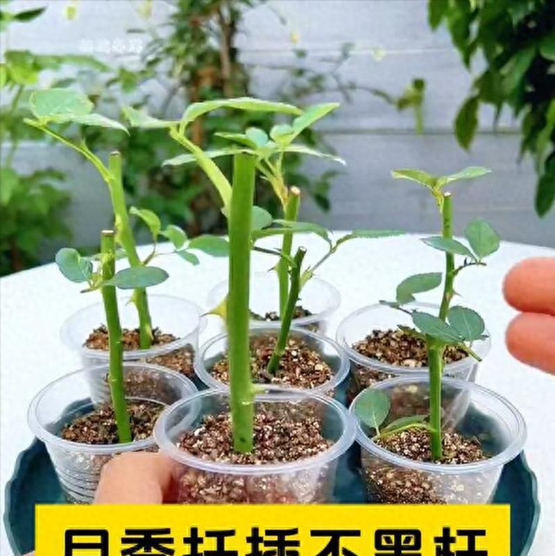 吊兰的扦插繁殖方法与注意事项（如何通过扦插繁殖吊兰？繁殖吊兰的注意事项及技巧）