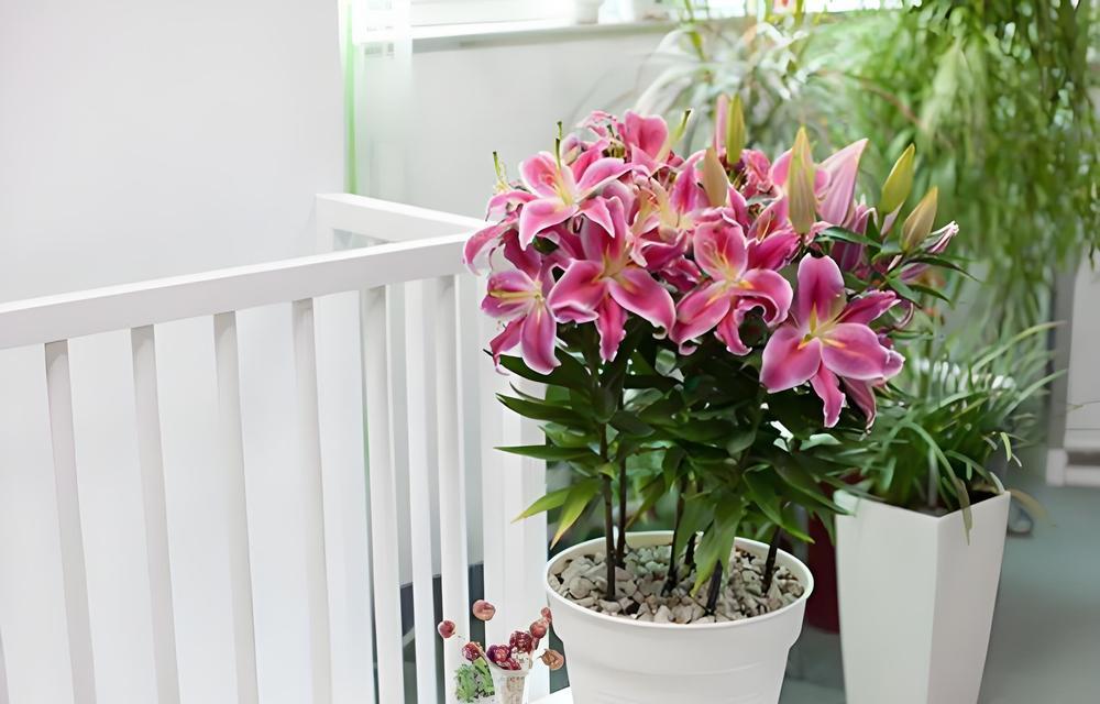 百合花的美好与功效（在卧室放置百合花的益处）
