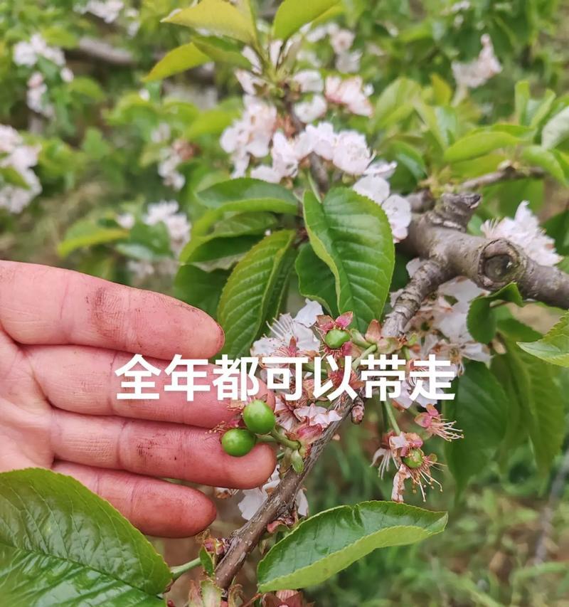 车厘子种植的季节选择与技巧（寻找适合车厘子生长的季节，让果实更鲜美、更丰硕）