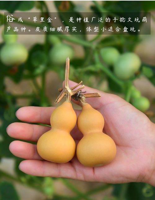 葫芦也可以在花盆里种（从挑选盆土到养护，学习葫芦在花盆里的种植方法）