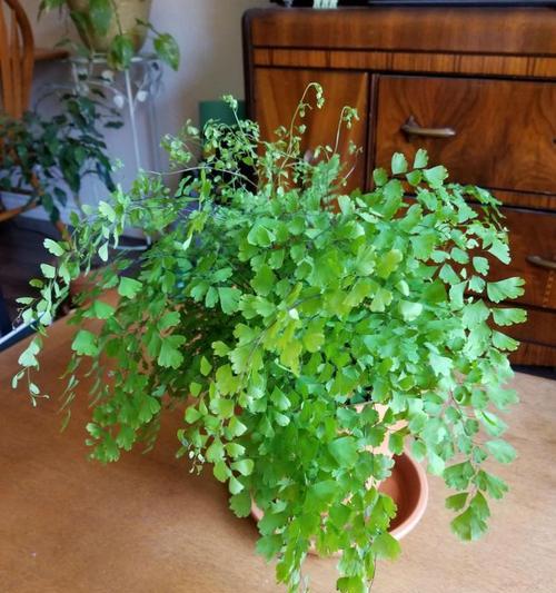 家里养豹纹竹芋的好处：风水大吉利，助财运