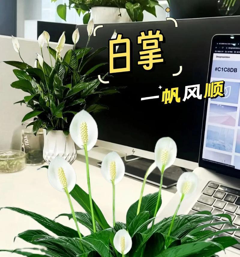 白掌的盆栽深浅之争（应该用深盆还是浅盆？——白掌养护的终极指南）