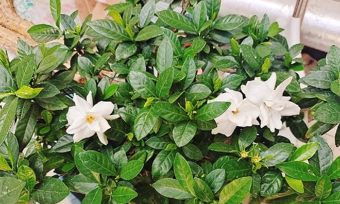 龙桂一年开花次数（探究龙桂花期及影响因素）