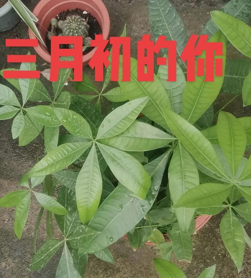 如何挽救枯萎的发财树（细心呵护，让发财树重新焕发生机）