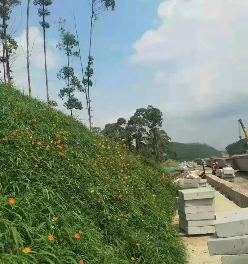 探秘果岭草（了解果岭草的习性、特点及种植技巧，拓宽草地管理视野）