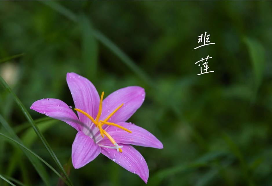 葱是多年生植物，知识详解（揭秘葱的生长周期和护理技巧）