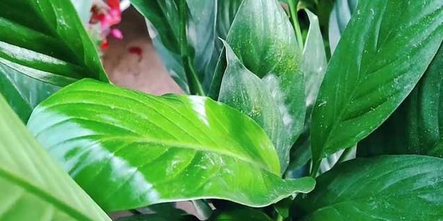 白掌冬天开花吗（解密白掌冬的花期与特点）