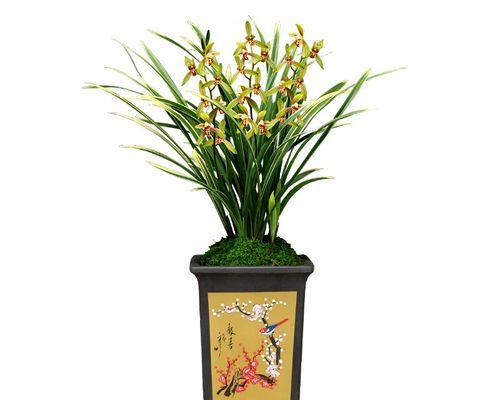 建兰锦旗的花期及开花时间（一年开几次花？花期月份是什么？）