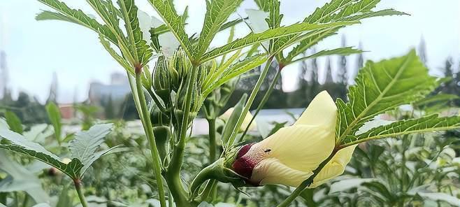 黄秋葵的种植时间和方法（掌握正确的播种技巧，让你的黄秋葵丰收）