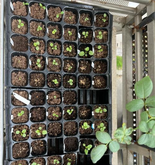 角堇植物是多年生还是一年生？（解密角堇植物的生命周期及特点）