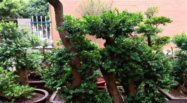 黄杨在院子里的种植与养护（了解黄杨的特点与技巧，打造舒适的私家庭院）