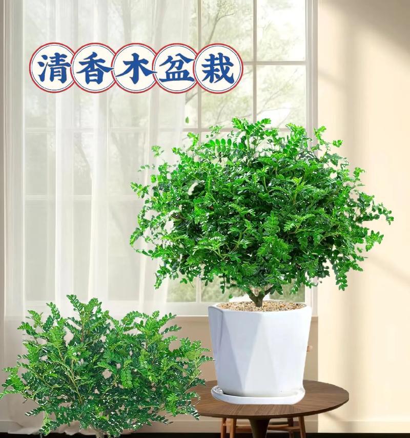红木香盆栽指南（从选苗到养护，一本全面的红木香盆栽指南）