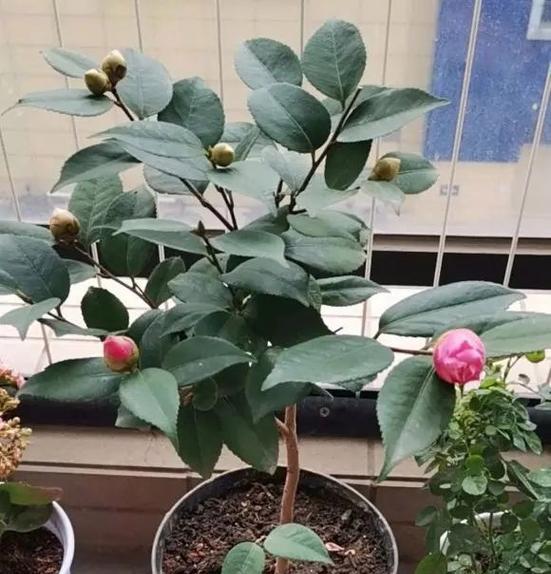 红山茶花的家庭养法（打造美丽花园，分享红山茶花的生活方式）