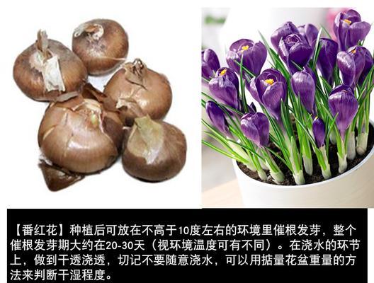 假马蹄莲种球的保存与种植（保鲜方法、合适的时间与环境）