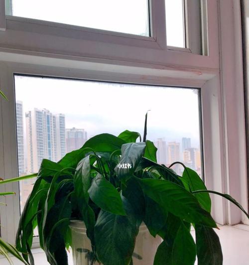 如何正确换盆白掌？（白掌换盆的时间、工具、步骤、注意事项等）