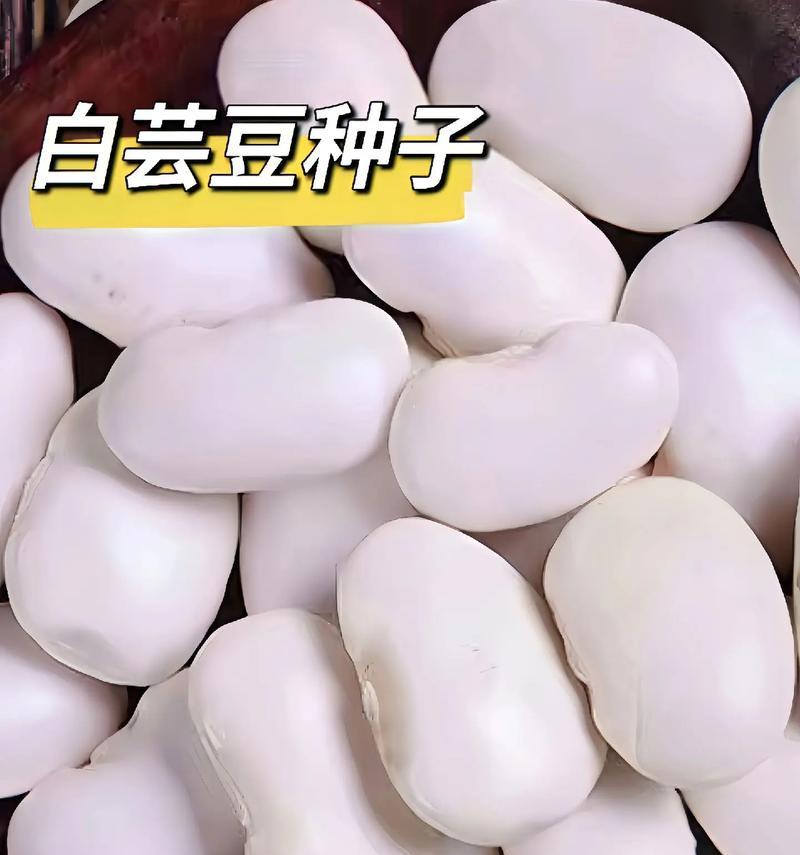 春季芸豆的种植时间和方法（掌握关键技巧，享受丰收喜悦）