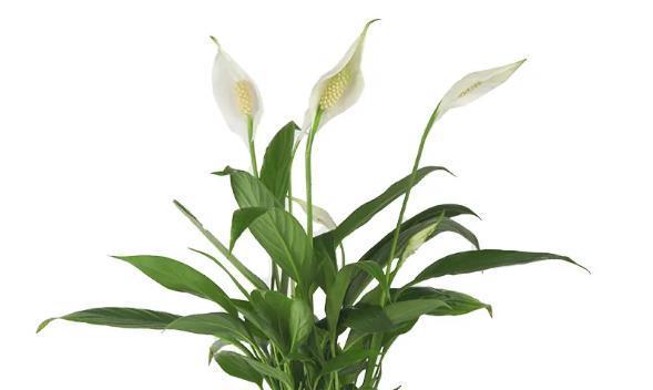 如何正确浇水白鹤芋？