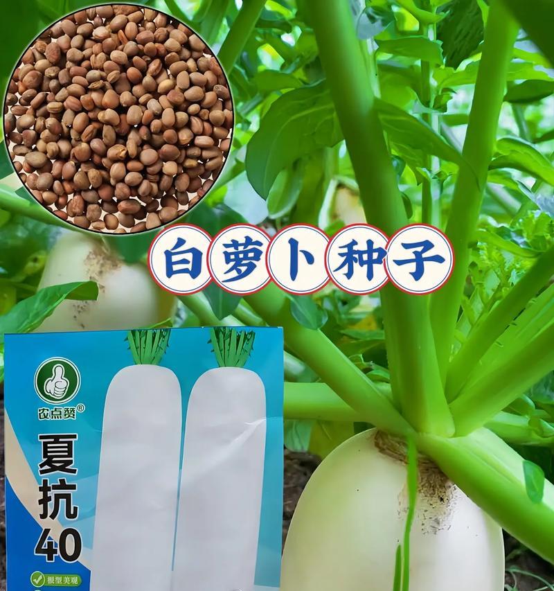白萝卜种植全攻略（种植时间、方法、养护技巧，你都掌握了吗？）