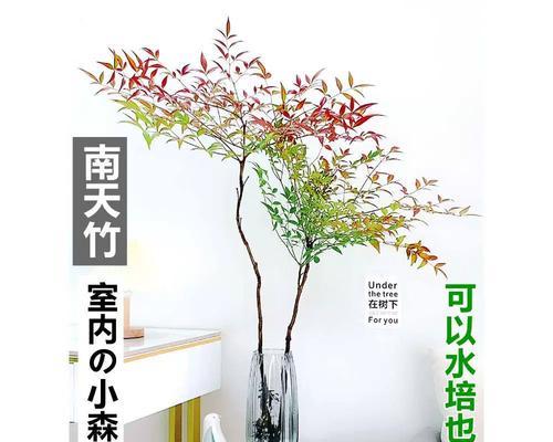 如何让发财竹茁壮成长（发财竹养护技巧与经验分享）