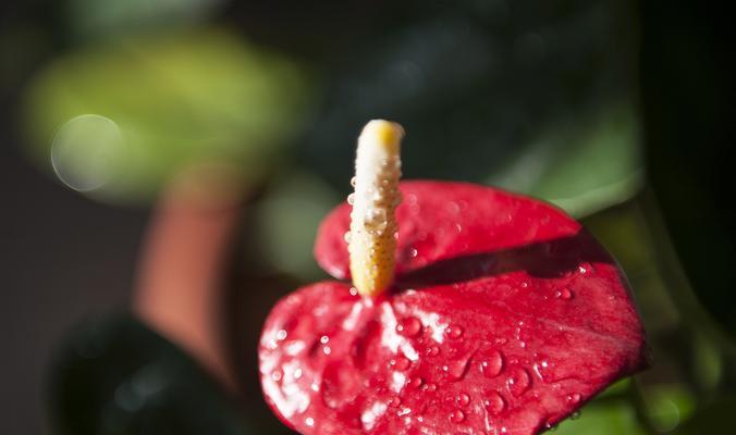 红掌——一种以木本为主的观赏植物（了解红掌的特点与栽培技巧，打造居家美丽花园）